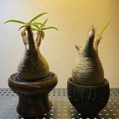 パキポディウム・グラキリス　塊根植物の画像