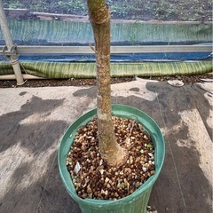 観葉植物　トックリキワタ　実生苗　高さ130cmほどの画像