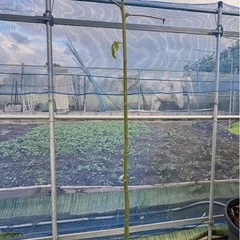 観葉植物　トックリキワタ　実生苗　高さ130cmほどの画像