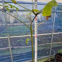 観葉植物　トックリキワタ　実生苗　高さ130cmほどの画像