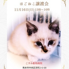 ♥️保護猫譲渡会♥️