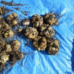 ゆりのはな球根の画像