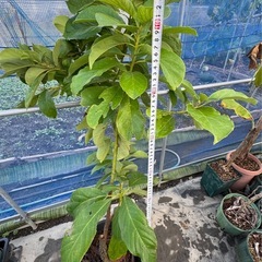果樹　アボカド　大苗　品種不明の画像