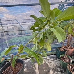 果樹　アボカド　大苗　品種不明の画像