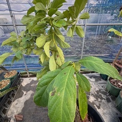 果樹　アボカド　大苗　品種不明の画像