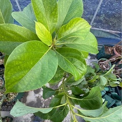 果樹　アボカド　大苗　品種不明の画像