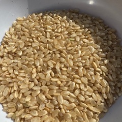 令和7年度 兵庫県産 ヒノヒカリ 玄米 10kg 新米の画像