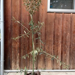 オリーブ　苗　鉢植えの画像