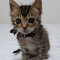 9/20頃生　キジトラ女の子里親さん募集します🐈