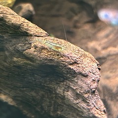 ミナミヌマエビ5匹の画像