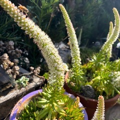 多肉植物　ツメレンゲの画像