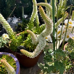 多肉植物　ツメレンゲの画像