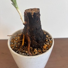 ドラセナ　マッサンゲアナ　盆栽　塊根　仕立て　観葉植物　塊根植物　多肉植物　ビザールプランツ　レアプランツ　ガーデニング　植物　グリーン　趣味　盆栽　葉　花　庭　草　インテリア　おしゃれ　飾り　園芸　の画像