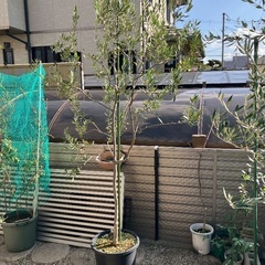 オリーブの木の画像