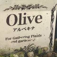 オリーブの木の画像