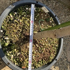 オリーブの木の画像