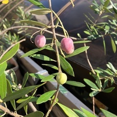 オリーブの木の画像