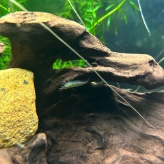 ミナミヌマエビ5匹の画像