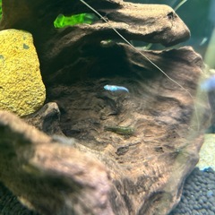 ミナミヌマエビ5匹の画像