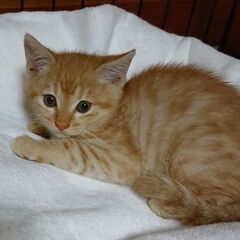 譲渡会参加　茶トラくん