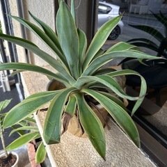 アガベ　　ベネズエラの画像