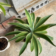 アガベ　　ベネズエラの画像