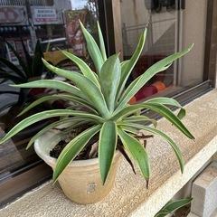 アガベ　　ベネズエラの画像