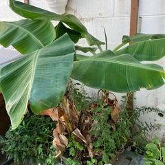 バナナの木の画像