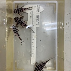 プレコ　4匹まとめての画像