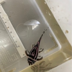 プレコ　4匹まとめての画像