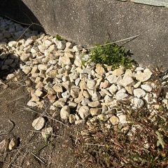 除草用に使っていました！の画像