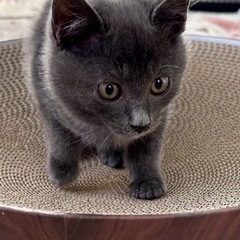 まるまる♪もふもふ♪2ヶ月のグレーわんぱく君🧢