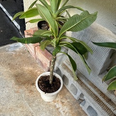 プルメリア　の画像