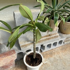 プルメリア　の画像