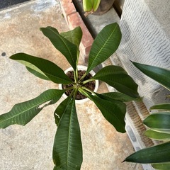 プルメリア　の画像