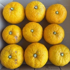 本柚子　無農薬栽培の画像