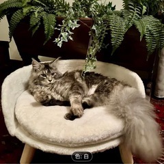 【お取引中】ペット用ベッドの画像