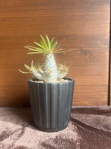 パキポディウム　グラキリス