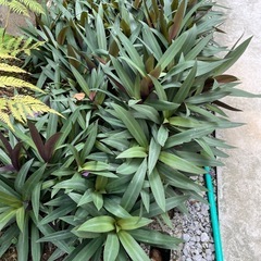 ムラサキオモトの画像