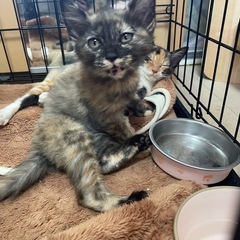 丸顔のサビちゃん😍