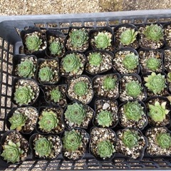 多肉植物の画像