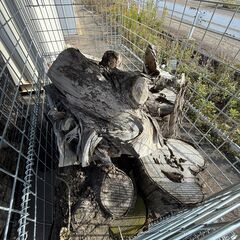 ◤◢◤薪などに 薪材・木材・古民家解体建築材 等の画像