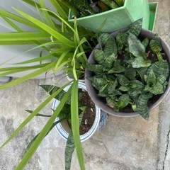 植物
の画像