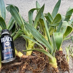 【観葉植物】アガベ　20株以上の画像