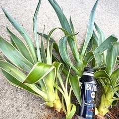 【観葉植物】アガベ　20株以上の画像