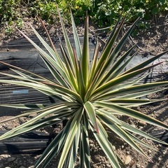 ユッカ　アロイフォリア斑入りの画像