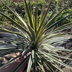 ユッカ　アロイフォリア斑入りの画像