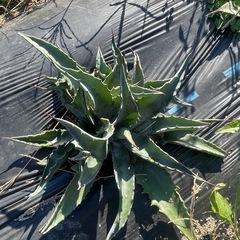 アガベ　ローガンカルホーンの画像