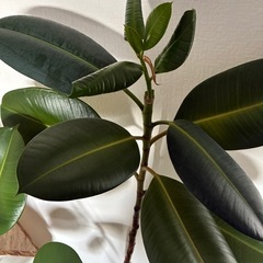 ゴムの木の画像