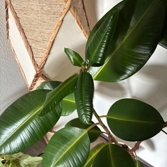 ゴムの木の画像